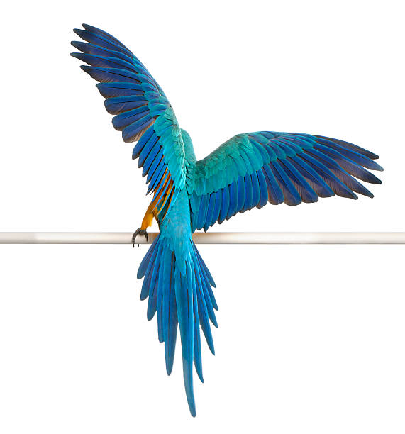 Rear view of Macaw, perched and flapping wings, white background.  ara arauna stock pictures, royalty-free photos & images