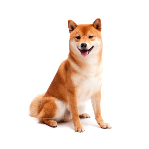 赤い犬は白い背景の上にあります。笑顔の日本犬 - 柴犬 ストックフォトと画像