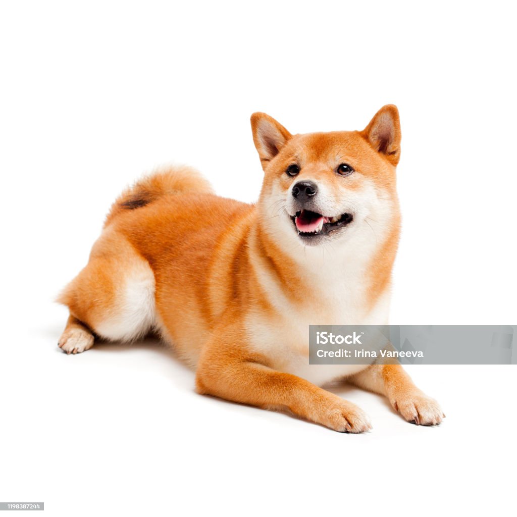 Red dog lies on a white background. Japanese dog smiling Siba inu. Red dog sits on a white background. Japanese dog smiling Dog Stock Photo