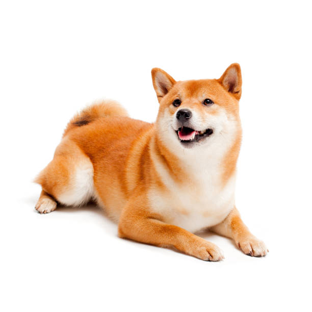 Red dog lies on a white background. Japanese dog smiling Siba inu. Red dog sits on a white background. Japanese dog smiling shiba inu stock pictures, royalty-free photos & images