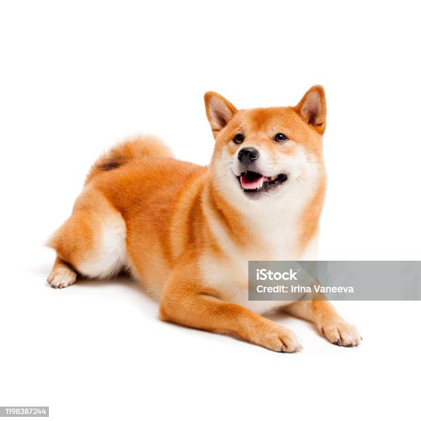 Red Dog Lies On A White Background Japanese Dog Smiling Stock Photo - Download Image Now