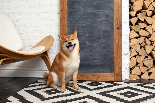 Siba inu in the room. Red dog sits in the interior. Japanese breed of dogs. Chalkboard with space for text, logs.