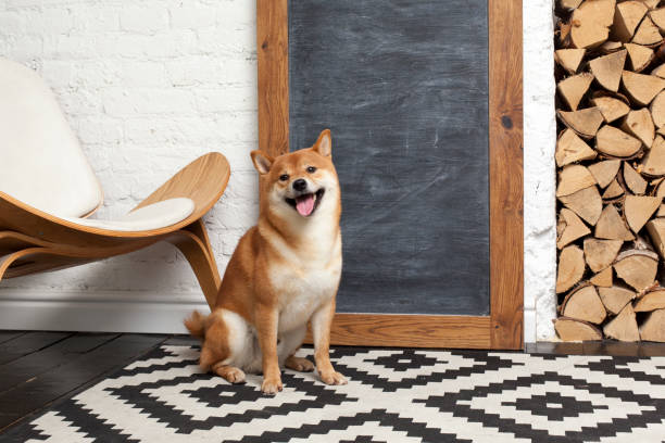 Siba inu in the room. Red dog sits in the interior. Japanese breed of dogs. Chalkboard with space for text, logs. Siba inu in the room. Red dog sits in the interior. Japanese breed of dogs. Chalkboard with space for text, logs. shiba inu stock pictures, royalty-free photos & images