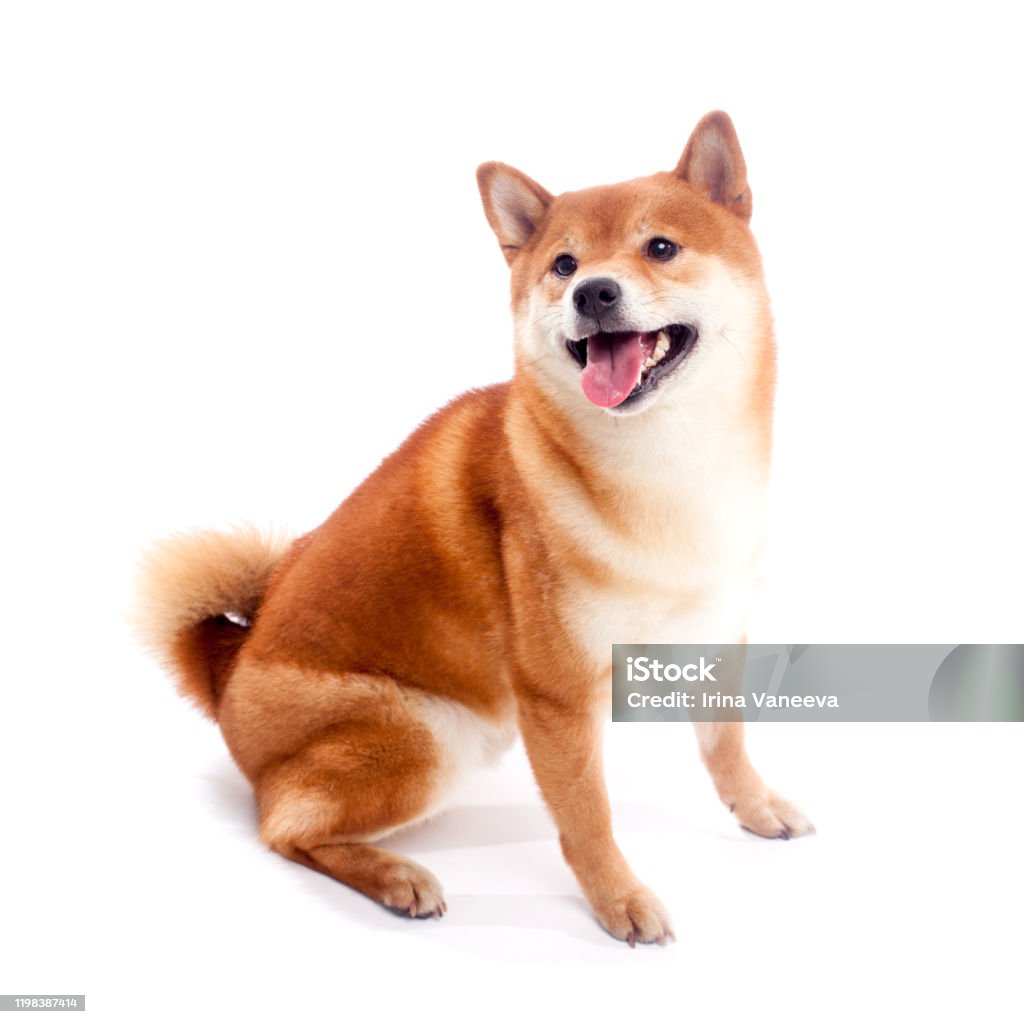 Siba Inu Chó Đỏ Ngồi Trên Nền Trắng Chó Nhật Mỉm Cười Hình ảnh Sẵn ...
