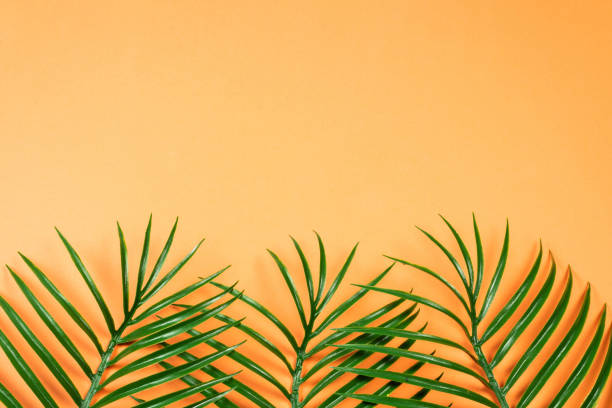 istock Tropical green leaf lay on orange background. Top view. 1198387535