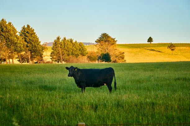 istock Cows on the field, on a summer day. 1198390315
