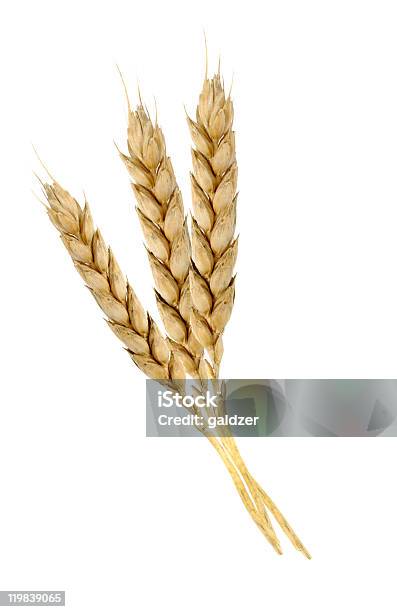 小麦 - カットアウトのストックフォトや画像を多数ご用意 - カットアウト, カラー画像, クローズアップ