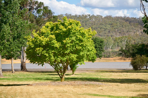 istock Landscape in Melbourne 1198390684
