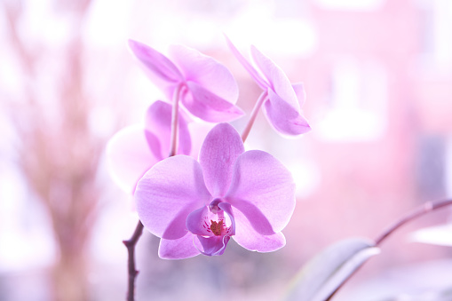 Purple orchids in soft color and blur style