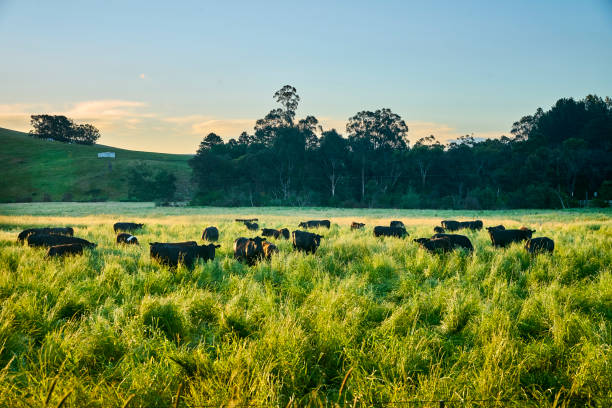 Cows on the field, on a summer day. stock photo