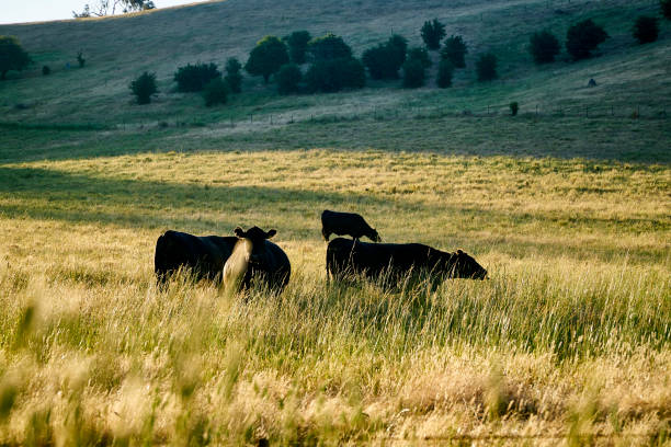 istock Cows on the field, on a summer day. 1198390947