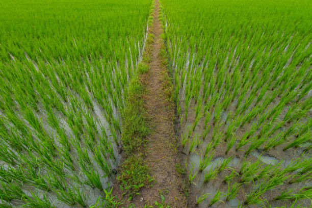 istock Looking down on muddy track leading through rice paddy in South India 1198391174