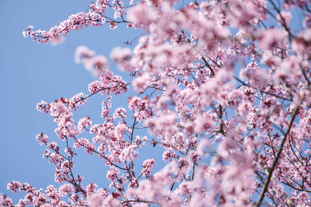 Pink plum blossoms in front of blue sky stock photo