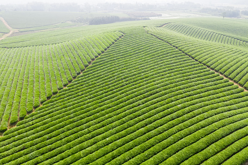 aerial view of beautiful tea plantation in spring