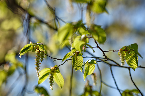 Bright green leaves and blossoms of hornbeam against bright sky