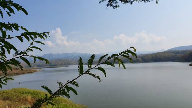 istock Isolated plant has blue sky upon the dam behind. 1198395786