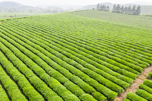 green tea plantation landscape in spring
