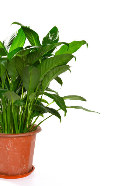 istock green pot plant on a white background with copy space 1198396339