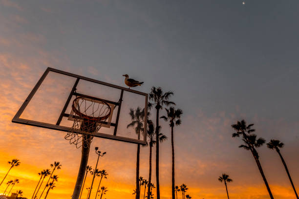 istock A basketball hoop with backboard surrounded by palm trees at sunrise 1198398522