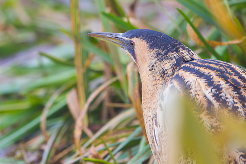 Bittern In Reeds Side View Great Eurasian Bittern Hidden In Reed Stock Photo - Download ...
