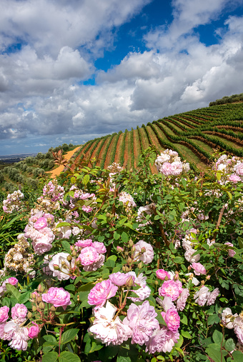 Vineyards in Stellenbosch, the town near Cape Town famous for the production of wine, on a beautiful day