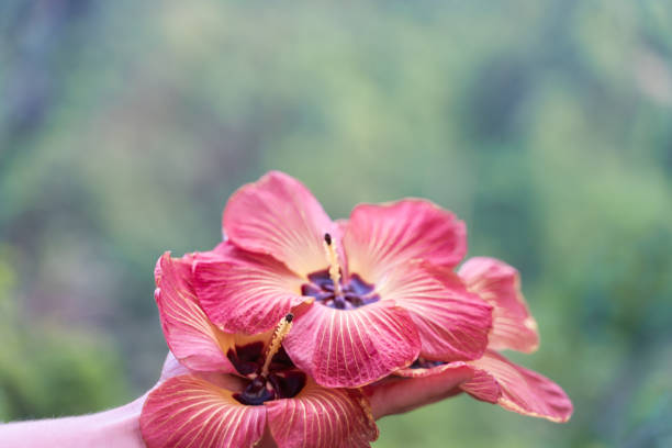Hand holding some exotic flowers with a green background
