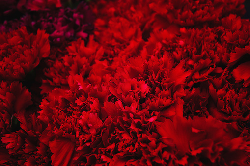 beautiful background of a lot of red carnations
