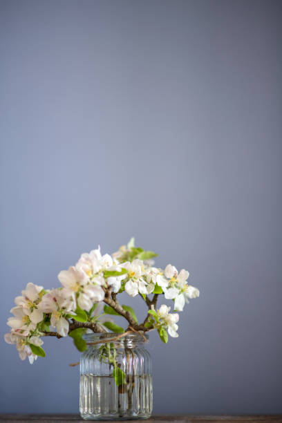 istock Cherry twigs in a vase 1198401407