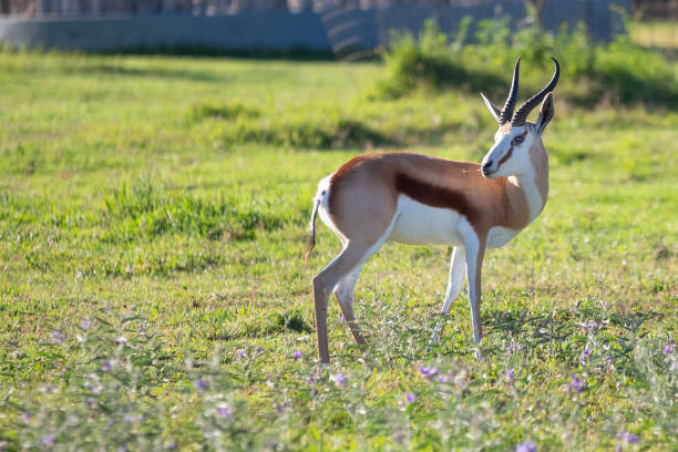 un springbok en la hierba en el parque nacional del elefante addo, cerca de port elizabeth, sudáfrica - south africa addo animal elephant fotografías e imágenes de stock