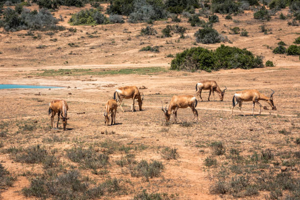 un grupo de impalas cerca de un pozo de agua en el parque nacional del elefante de addo, cerca de port elizabeth, sudáfrica - south africa addo animal elephant fotografías e imágenes de stock