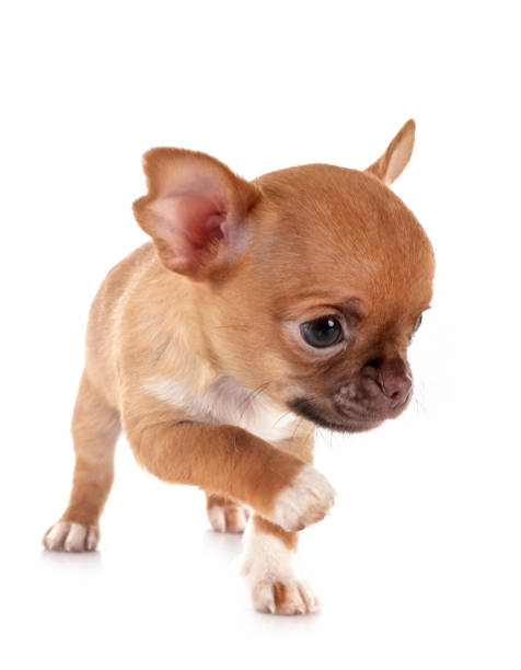 istock little chihuahua 1198406074