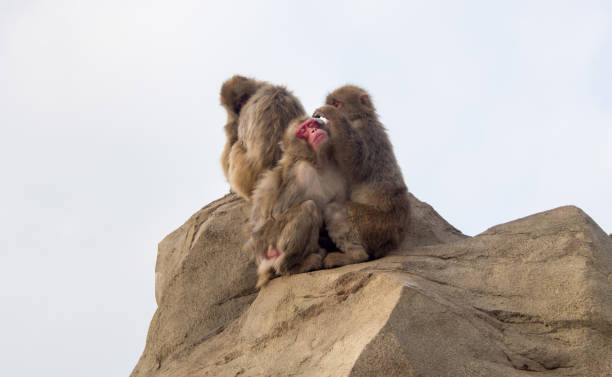 istock Japanese Macaque being groomed by another Japanese Macaque 1198406166