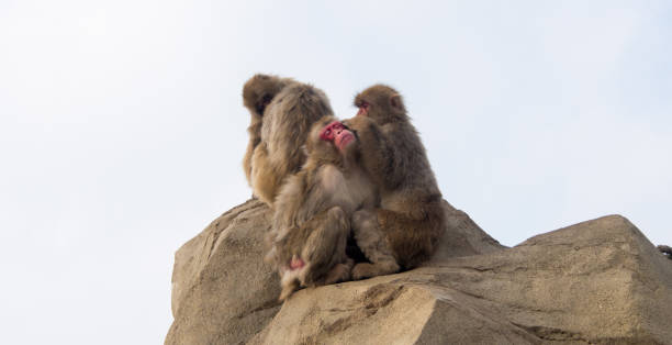 istock Japanese Macaque being groomed by another Japanese Macaque 1198406167