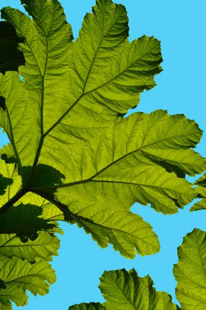 Gunnera manicata, commonly known as giant rhubarb