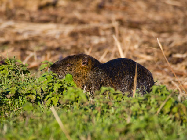 coypu ou nutria (myocastor coypus): un grand rongeur herbivore, semi-aquatique avec fourrure brune se nourrissant près d'une rivière dans la plaine italienne. - nutria rodent beaver water photos et images de collection