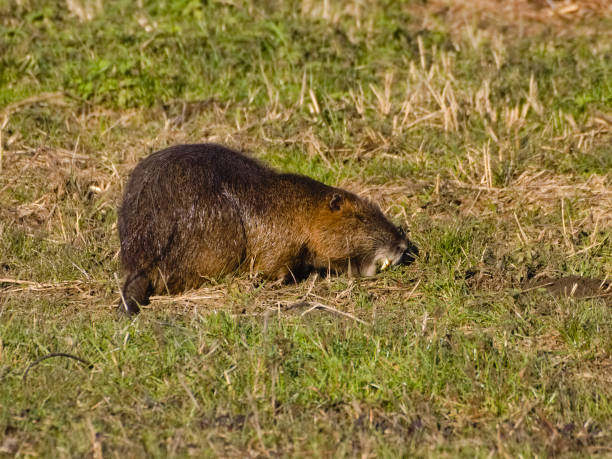 coypu ou nutria (myocastor coypus): un grand rongeur herbivore, semi-aquatique avec fourrure brune se nourrissant près d'une rivière dans la plaine italienne. - nutria rodent beaver water photos et images de collection