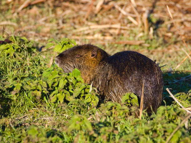 coypu ou nutria (myocastor coypus): un grand rongeur herbivore, semi-aquatique avec fourrure brune se nourrissant près d'une rivière dans la plaine italienne. - nutria rodent beaver water photos et images de collection