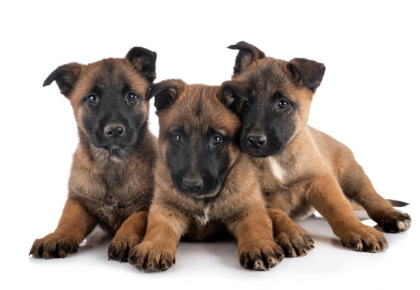 istock puppies belgian shepherd 1198407843