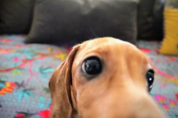 istock Nosy puppy 1198408250
