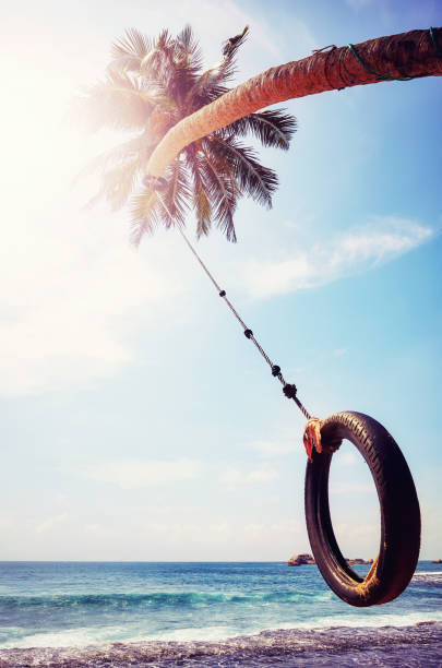 palm tree with tire swing against the sun. - freedom tire swing tire swing imagens e fotografias de stock