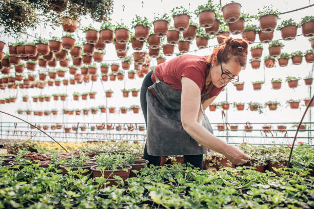 istock Mature lady working on flower farm 1198409770
