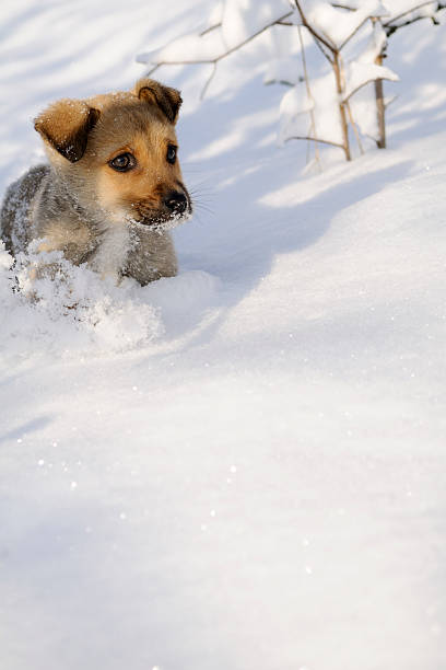 istock baby animal playing 119841119
