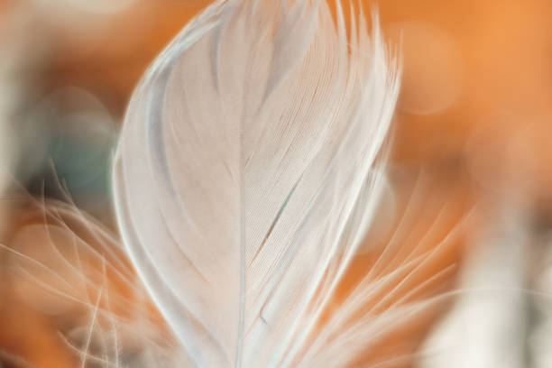 istock Close up Beautiful white Bird feather pattern background for design texture. Macro photography view. 1198411454