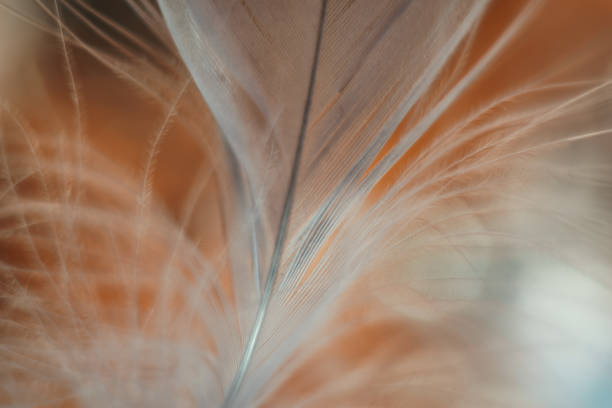 istock Close up Beautiful white Bird feather pattern background for design texture. Macro photography view. 1198411555