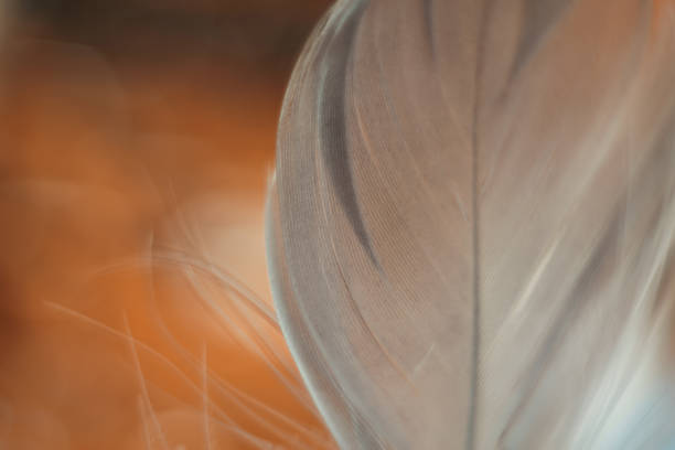 istock Close up Beautiful white Bird feather pattern background for design texture. Macro photography view. 1198411589