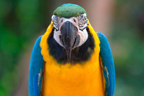 istock Fixed stare, Blue and Gold Macaw, South America 119841159