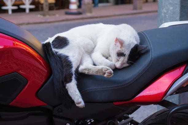 istock Cihangir Street Cat 1198411663