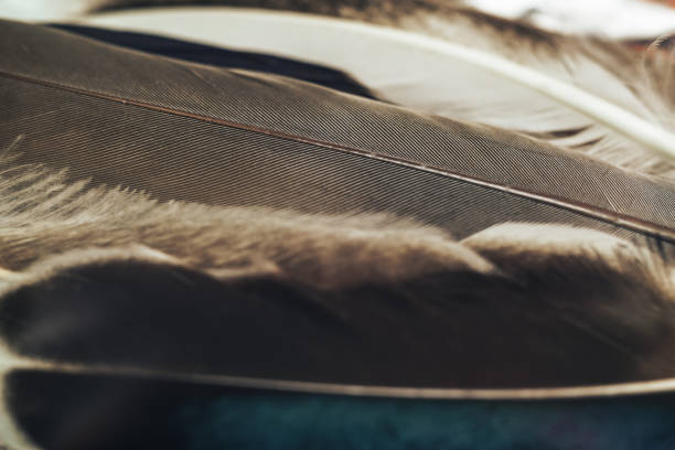 istock Close up Beautiful Bird feather pattern background for design texture. Macro photography view. 1198411682