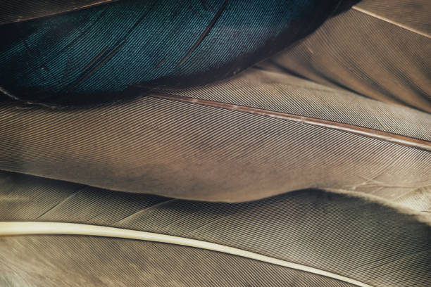 istock Close up Beautiful Bird feather pattern background for design texture. Macro photography view. 1198411717