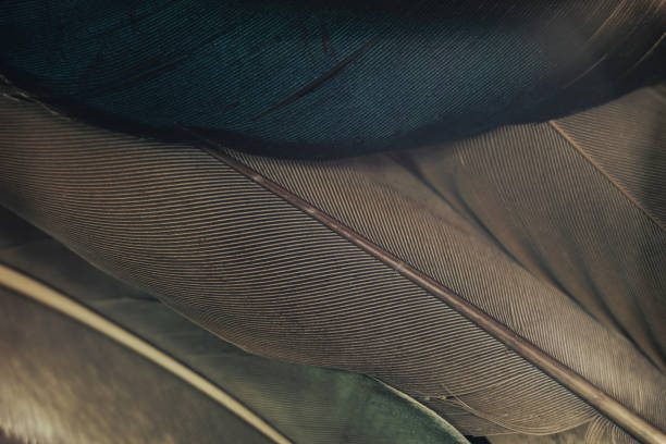 istock Close up Beautiful Bird feather pattern background for design texture. Macro photography view. 1198411795